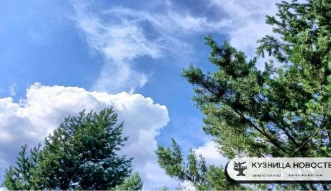 Для аварийных, сухих, поврежденных или высаженных владельцем деревьев разрешение не требуется, однако необходимо заключение экспертизы | Источник: nk-tv.com