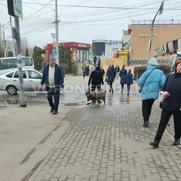Источник: Татьяна Тельпис / Voronezh1.ru