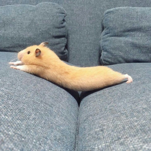 Источник: hamster