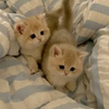 userpic__Кира