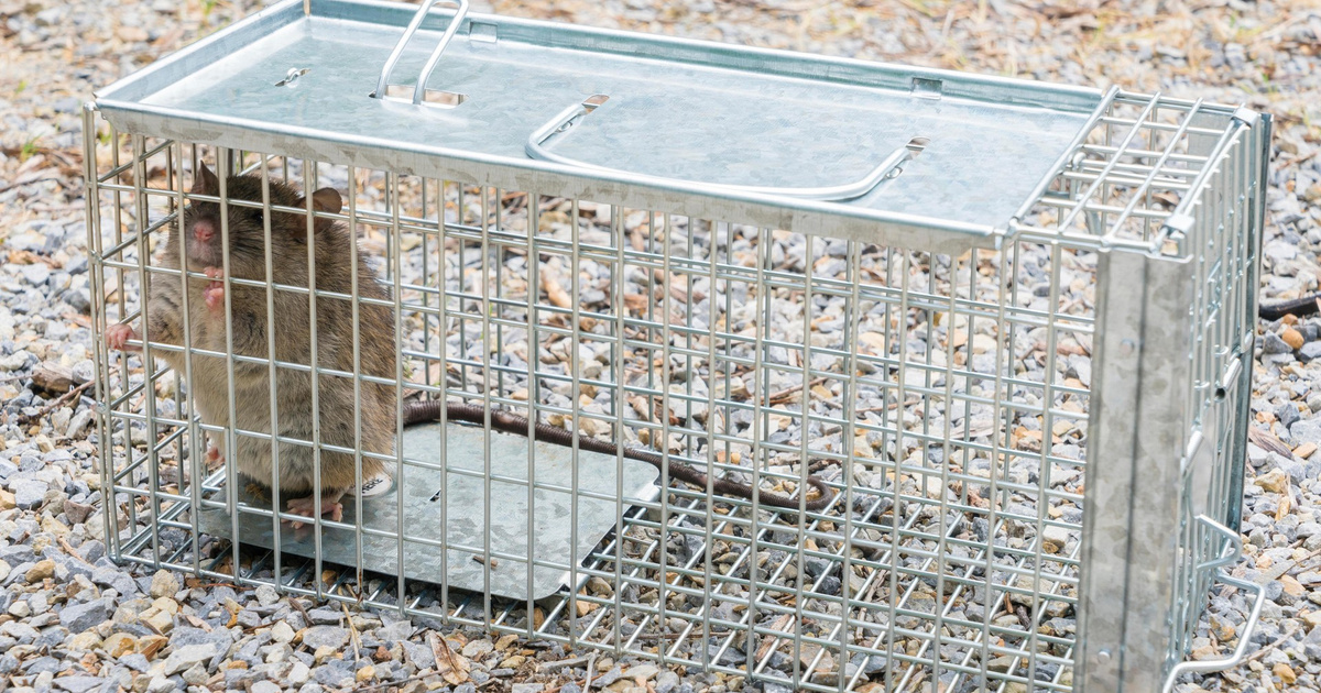 Что такое дератизация и для чего она нужна | Вокруг Света