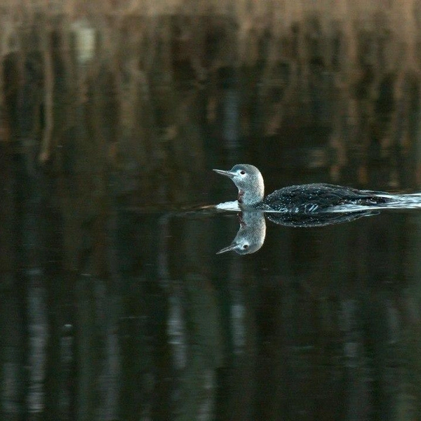 Источник: Каждой твари по паре