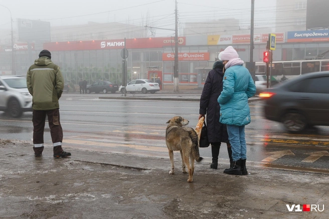 Общество в Волгограде давно уже раскололось на тех, кто любит и подкармливает собак, и на тех, кто их терпеть не может  | Источник: Алексей Волхонский / V1.RU