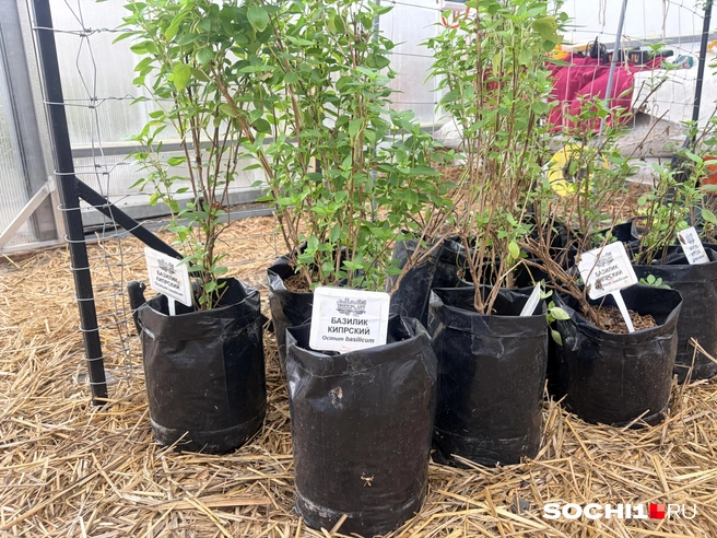 Базилик многолетний  | Источник: Анна Грицевич / SOCHI1.RU