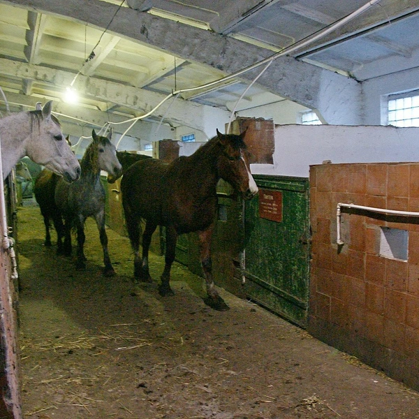 Источник: Александр Зинченко / Voronezh1.ru