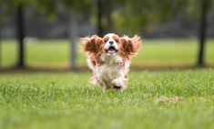 Самая опасная трава: ветеринар предупредила об угрозе для собак на прогулке летом