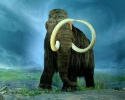 В Железногорске неизвестные похитили останки мамонта | ngs24.ru