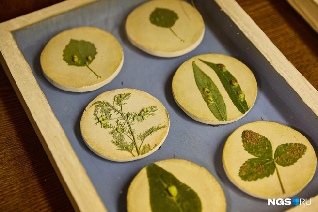 Гербарии собирали для исследований и обучения  | Источник: Александр Ощепков / NGS.RU