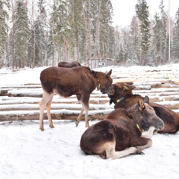 Источник: I amar prestar aen/Shutterstock/Fotodom.ru