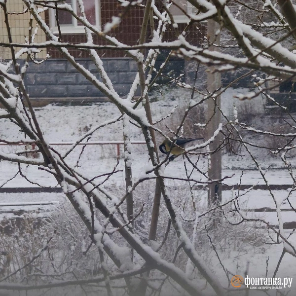 Источник: читатель «Фонтанки»