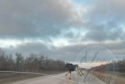Лось вышел на трассу под Волгоградом