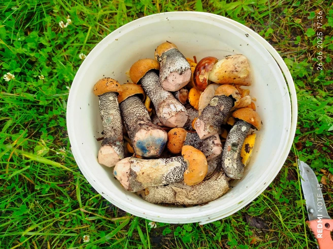 Улов из Даниловского района | Источник: Андрей Игоревич, Грибы Ярославской области 2025 / Vk.com