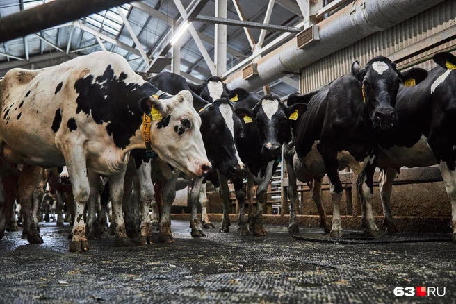 Источник: Роман Данилкин / 63.RU