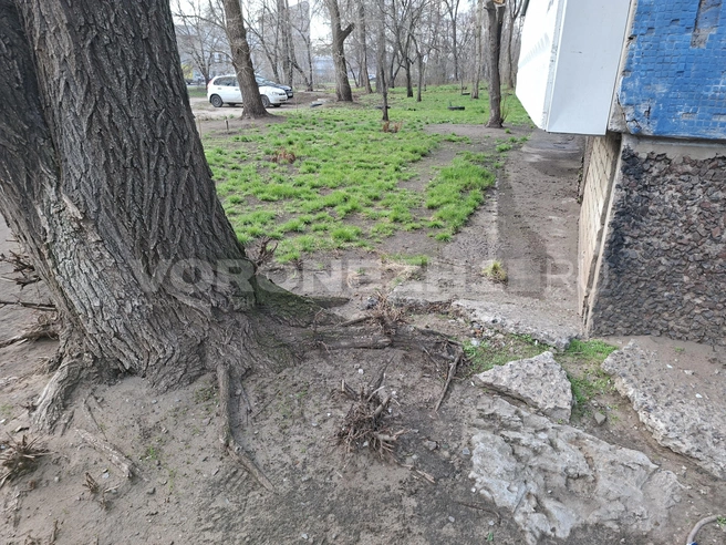 Источник: Алёна Воропаева / Voronezh1.ru