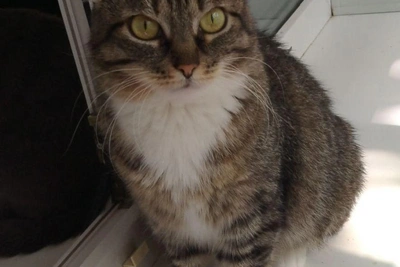 Надежда во взгляде: кошка Булочка ищет дом в Тюмени