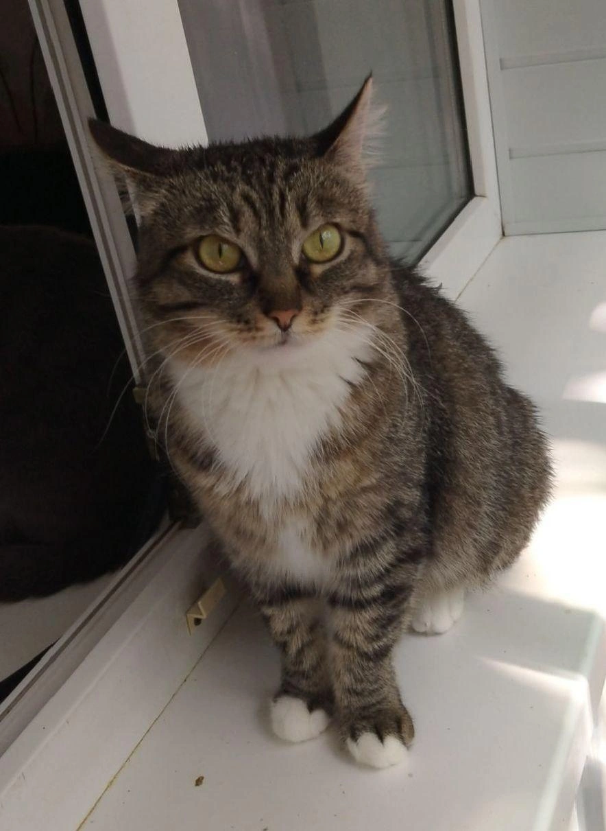 Кошке по кличке Булочка ищут хозяев | Источник: предоставили 72.RU в частном приюте «Муркошка»