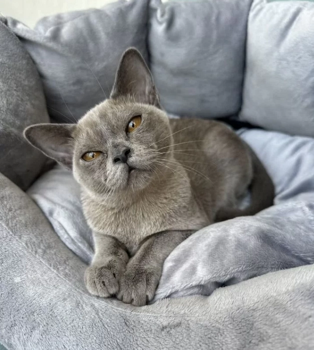 Источник: Аvito.ru