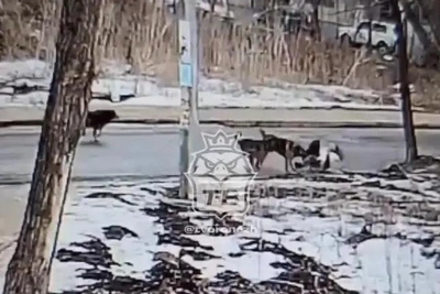 В Воронеже поймали одну собаку из стаи, напавшей на девушку