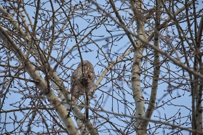 Crows Chase Owl in Novosibirsk Center — Video