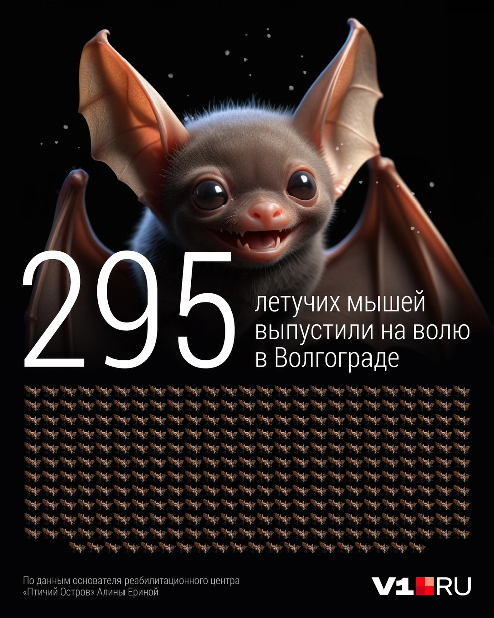 В Волгограде выпустили на волю 300 летучих мышей - 4 апреля 2024 - V1.ру