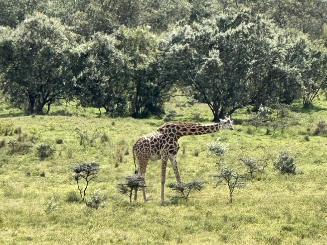 Больше всего из африканских животных Александра удивили жирафы | Источник: Вкус свободы / vk.com