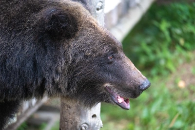 Медведь Фома проснулся в казанском зоопарке
