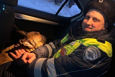 В Прикамье полицейские спасли бульдога на 25-градусном морозе