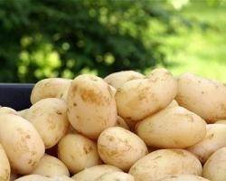 Голландия и Красноярский край планируют сотрудничать в сфере АПК | ngs24.ru
