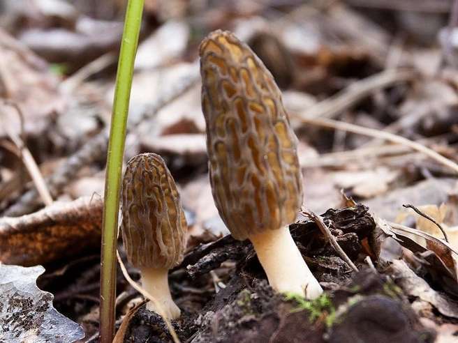 Сморчки отличаются отменным вкусом | Источник: mycology.su