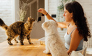Няня для питомца: 6 советов, как ужиться с чужим домашним животным