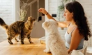 Няня для питомца: 6 советов, как ужиться с чужим домашним животным