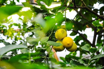 Три растения, притягивающие деньги в дом