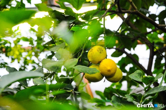 Наука гласит, что цитрусовые повышают настроение и уровень энергии | Источник: Олег Фёдоров / CHITA.RU