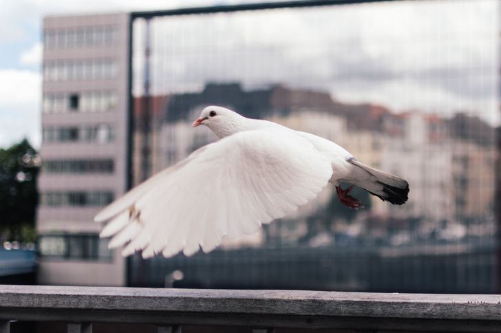 Незваные гости: как отвадить голубей с балкона