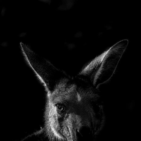Финалист в номинации «Молодой фотограф» | Источник: Liam Keiller / Australian Geographic Nature Photographer 2025