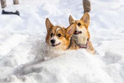 Погода в Иркутске 4 января: теплая зима