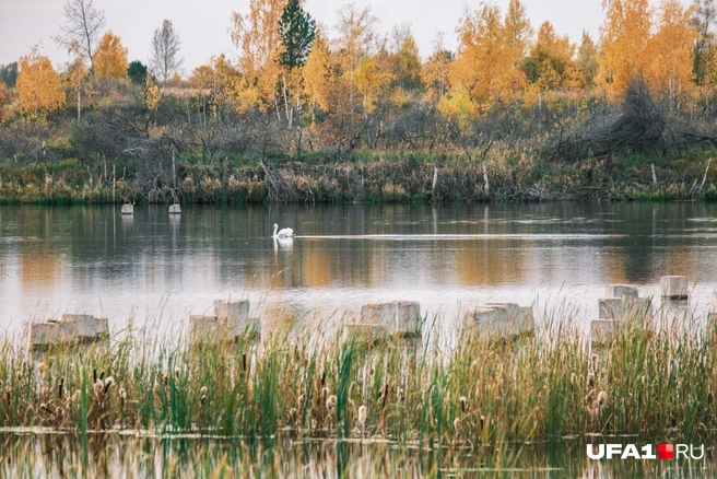Лебеди на пруду АЭС | Источник: Булат Салихов / UFA1.RU