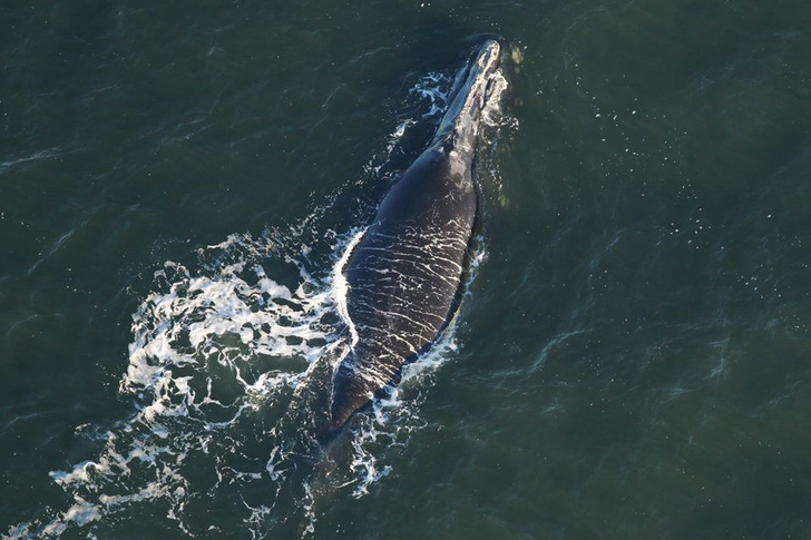 Впервые за два года обнаружен детеныш северного гладкого кита