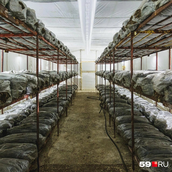 Так выглядит инкубационный период&nbsp;— завязи формируются в пакетах | Источник: Тимофей Калмаков / 59.RU