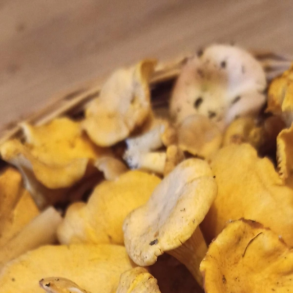 Источник: Михаил Кононов, «Уральский яжегрибник» / Vk.com 