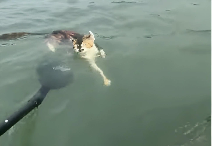 В Китае более тысячи кошек выпустили в водохранилище. Жуткий ритуал назвали «освобождением» | Источник: стоп-кадр YouTube