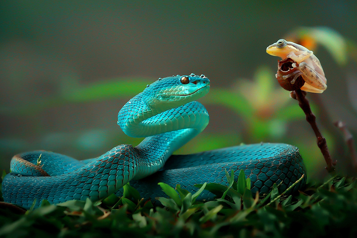 Голубая змея нашла добычу