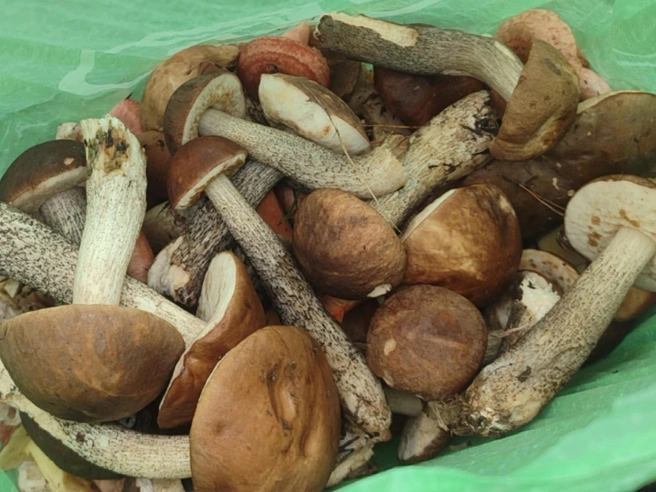 Источник: Дары лесов Урала. Грибы Екатеринбурга и области / Vk.com