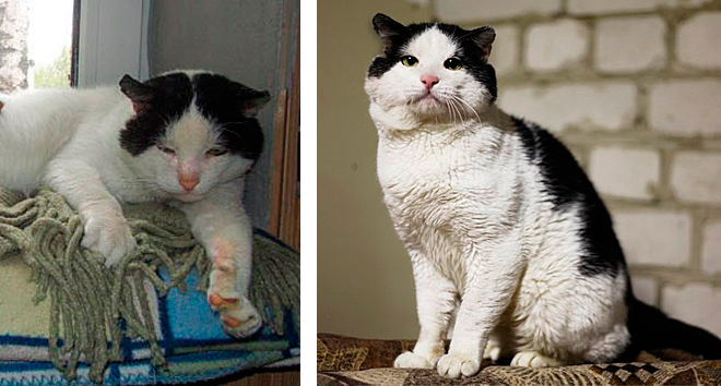 До и после: бездомные животные, которым повезло