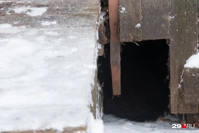 Источник: Иван Митюшёв / 29.RU