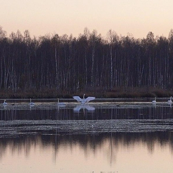 Биолог показал, как лебеди пролетают над Петербургом и Ленобластью  | Источник: Каждой твари по паре/Telegram