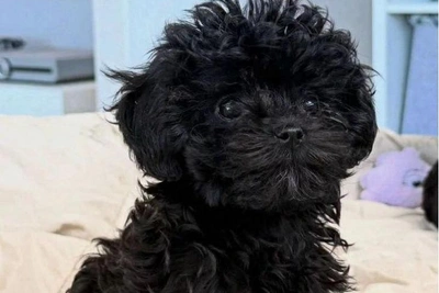 Щенка мальтипу продают в Екатеринбурге за полмиллиона