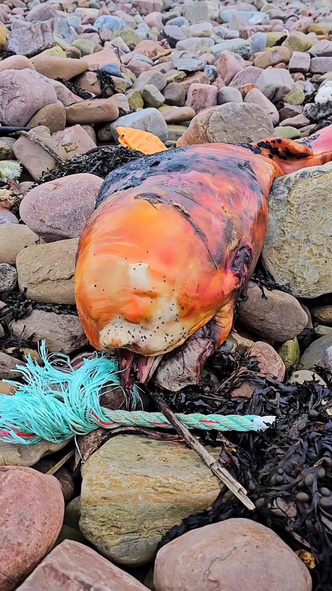 Странное оранжевое существо выбросило на берег в Шотландии: ученые не знают, что это за вид