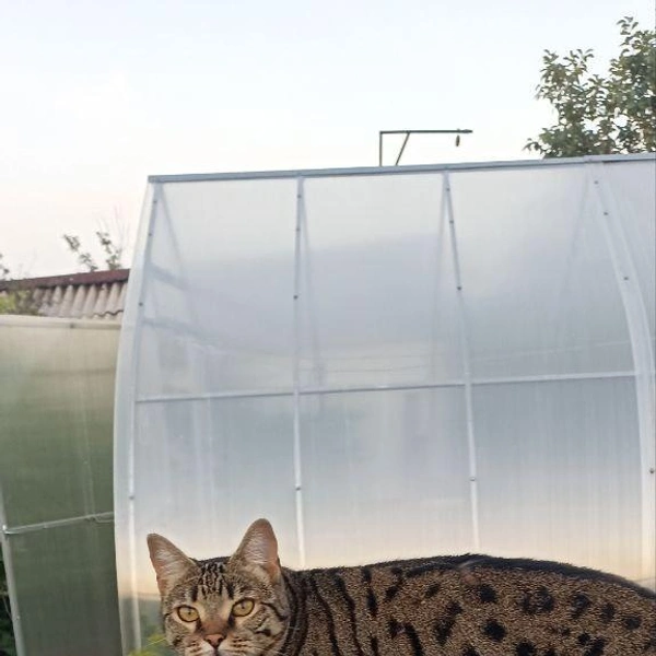 Защитник огорода | Источник: читатель 63.RU