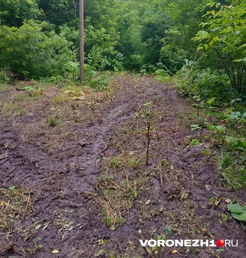 Источник: читательница Voronezh1.ru
